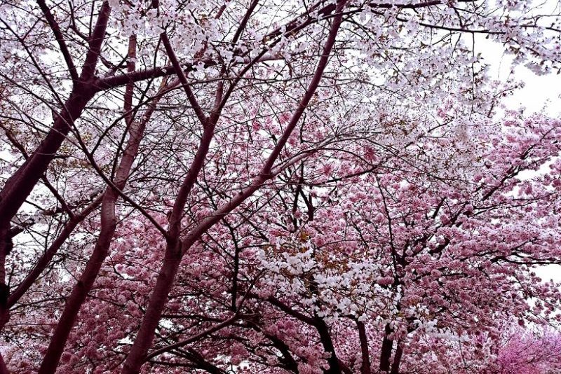お花見_桜の木