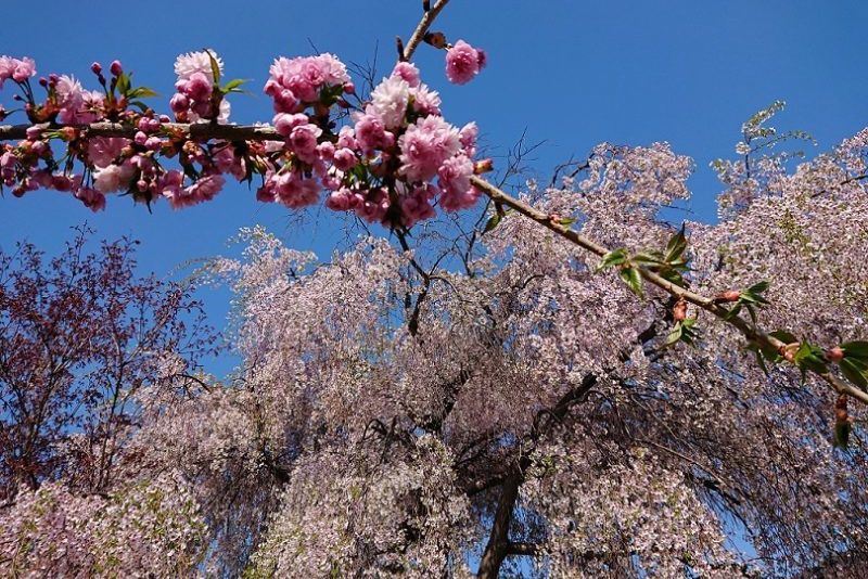 桜の枝としだれ桜_2019春